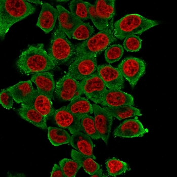 Immunofluorescent staining of fixed human HeLa cells with Smooth Muscle Actin antibody (clone SPM332, green) and NucSpot nuclear stain (red).~