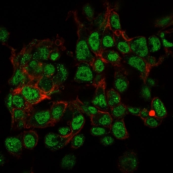 Immunofluorescent testing of PFA-fixed human HepG2 cells with SUMO2/3 antibody (green, clone SPM572) and Phalloidin (red).~