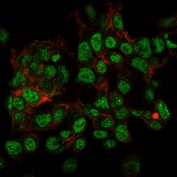 Immunofluorescent testing of PFA-fixed human HepG2 cells with SUMO2/3 antibody (green, clone SPM572) and Phalloidin (red).
