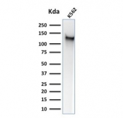 Western blot testing of human K562 cell lysate with CD43 antibody (clone SPM503). Expected molecular weight: 45-135 kDa depending on glycosylation level.