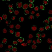 Immunofluorescence staining of human K562 cells with CD43 antibody (green, clone SPM503) and Nucspot nuclear stain (red).