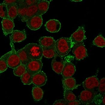 Immunofluorescent staining of FFPE human HepG2 cells with anti-TNF-alpha antibody (green) and RedDot nuclear stain (red).~