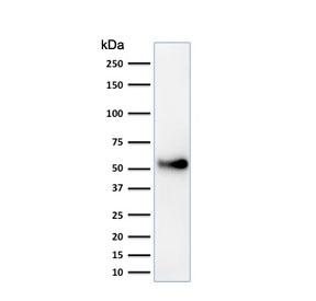 Western blot testing of human HeLa cell lysate with anti-p53 antibody (clone SPM589). Expetected molecular weight ~53 kDa.~