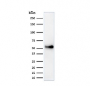 Western blot testing of human HeLa cell lysate with anti-p53 antibody (clone SPM589). Expetected molecular weight ~53 kDa.