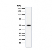 Western blot testing of human HeLa cell lysate with anti-p53 antibody (clone SPM590). Expetected molecular weight ~53 kDa.