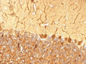 IHC: Formalin-fixed, paraffin-embedded rat cerebellum stained with anti-PGP9.5 antibody (clone SPM574).