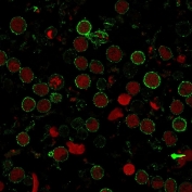Immunofluorescent staining of human MOLT4 cells with CD6 antibody (green, clone SPM547) and Reddot nuclear stain (red).