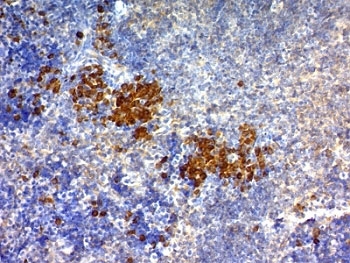 IHC: Formalin-fixed, paraffin-embedded mouse spleen stained with anti-CD63 antibody (SPM524) and DAB chromogen