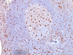 IHC: Formalin-fixed, paraffin-embedded human tonsil stained with anti-CD68 antibody (clone SPM130).