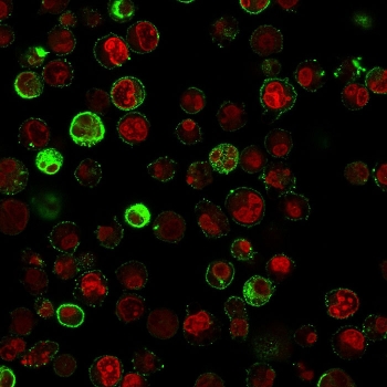 Immunofluorescent staining of human Raji cells with anti-CD74 antibody (clone SPM523, green) and Reddot nuclear stain (red).