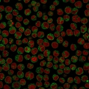 Immunofluorescent staining of PFA-fixed human Raji cells with CD79 antibody (clone SPM549, green) and Reddot nuclear stain (red).