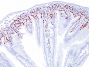 IHC: Formalin-fixed, paraffin-embedded mouse intestine stained with anti-Bromodeoxyuridine antibody (SPM166).