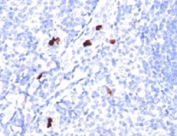 IHC: Formalin-fixed, paraffin-embedded human tonsil stained with Myeloid Cell antibody (SPM298).