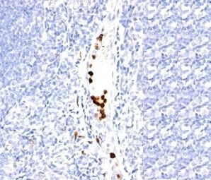 IHC: Formalin-fixed, paraffin-embedded human tonsil stained with Granulocyte antibody (SPM250).