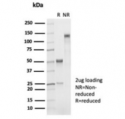 SDS-PAGE analysis of purified, BSA-free recombinant Napsin A antibody (NAPSA/7043R) as confirmation of integrity and purity.