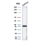 Western blot testing of human kidney tissue lysate with recombinant Napsin A antibody. Expected molecular weight: 38-45 kDa.