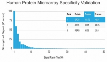 Analysis of HuProt(TM) microarray containing more than 19,000 full-length human proteins using ERCC1 antibody (clone ERCC1/2318). These results demonstrate the foremost specificity of the ERCC1/2318 mAb. Z- and S- score: The Z-score represents the strength of a signal that an antibody (in combination with a