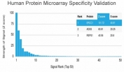 Analysis of HuProt(TM) microarray containing more than 19,000 full-length human proteins using ERCC1 antibody (clone ERCC1/2318). These results demonstrate the foremost specificity of the ERCC1/2318 mAb. Z- and S- score: The Z-score represents the strength of a signal that an antibody (in combination with a fluorescently-tagged anti-IgG secondary Ab) produces when binding to a particular protein on the HuProt(TM) array. Z-scores are described in units of standard deviations (SD's) above the mean value of all signals generated on that array. If the targets on the HuProt(TM) are arranged in descending order of the Z-score, the S-score is the difference (also in units of SD's) between the Z-scores. The S-score therefore represents the relative target specificity of an Ab to its intended target.