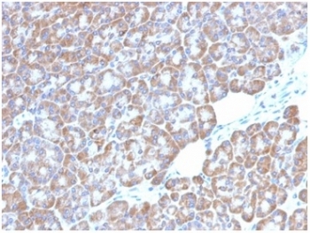 IHC staining of FFPE human pancreatic tissue with LMO2 antibody (clone LMO2/1972). HIER: boil tissue sections in pH 9 10mM Tris with 1mM EDTA for 20 min and allow to cool before testing.~