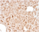 IHC staining of FFPE human pancreatic tissue with recombinant LMO2 antibody (clone rLMO2/1971). HIER: boil tissue sections in pH 9 10mM Tris with 1mM EDTA for 20 min and allow to cool before testing.