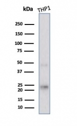 Western blot testing of human THP1 cell lysate using recombinant LMO2 antibody (clone rLMO2/1971). Predicted molecular weight ~25 kDa.