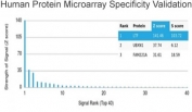 Analysis of HuProt(TM) microarray containing more than 19,000 full-length human proteins using Lactoferrin antibody (clone LTF/4082). These results demonstrate the foremost specificity of the LTF/4082 mAb. Z- and S- score: The Z-score represents the strength of a signal that an antibody (in combination with a fluorescently-tagged anti-IgG secondary Ab) produces when binding to a particular protein on the HuProt(TM) array. Z-scores are described in units of standard deviations (SD's) above the mean value of all signals generated on that array. If the targets on the HuProt(TM) are arranged in descending order of the Z-score, the S-score is the difference (also in units of SD's) between the Z-scores. The S-score therefore represents the relative target specificity of an Ab to its intended target.