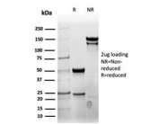 SDS-PAGE analysis of purified, BSA-free recombinant CD7 antibody (clone rCD7/6387) as confirmation of integrity and purity.