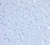 Negative control: IHC staining of FFPE human brain tissue using recombinant CD7 antibody (clone rCD7/6387) at 2ug/ml in PBS for 30min RT. HIER: boil tissue sections in pH 9 10mM Tris with 1mM EDTA for 20 min and allow to cool before testing.