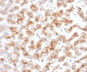 IHC staining of FFPE human liver tissue with Apolipoprotein D antibody (clone APOD/3415). HIER: boil tissue sections in pH 9 10mM Tris with 1mM EDTA for 20 min and allow to cool before testing.