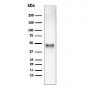 Western blot testing of human HCT116 cell lysate using recombinant Cyclin E1 antibody (clone rCCNE1/4936). Predicted molecular weight ~47 kDa.