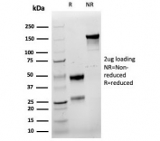SDS-PAGE analysis of purified, BSA-free recombinant Cyclin E1 antibody (clone rCCNE1/4936) as confirmation of integrity and purity.