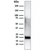 Western blot testing of a His-tagged protein using recombinant His Tag antibody (clone r6HIS/6423).