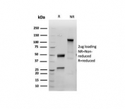 SDS-PAGE analysis of purified, BSA-free recombinant INHA antibody (clone INHA/6598R) as confirmation of integrity and purity.
