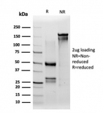 SDS-PAGE analysis of purified, BSA-free IRF3 antibody (PCRP-IRF3-1D11) as confirmation of integrity and purity.