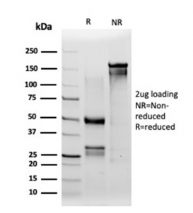 SDS-PAGE analysis of purified, BSA-free IRF3 antibody (PCRP-IRF3-1D11) as confirmation of integrity and purity.