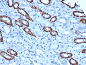 IHC staining of FFPE human kidney tissue with TOM1L1 antibody (clone TOM1L1/4690) at 2ug/ml in PBS for 30min RT. HIER: boil tissue sections in pH 9 10mM Tris with 1mM EDTA for 20 min and allow to cool before testing.~