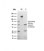 SDS-PAGE analysis of purified, BSA-free recombinant p27Kip1 antibody (clone rKIP1/1356) as confirmation of integrity and purity.