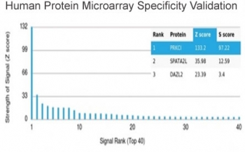 Analysis of HuProt(TM) microarray containing more than 19,000 full-length human proteins using PRKCI antibody (clone PRKCI/4911). These results demonstrate the foremost specificity of the PRKCI/4911 mAb. Z- and S- score: The Z-score represents the strength of a signal that an antibody (in combination with a fluorescently-tagged anti-IgG secondary Ab) produces when binding to a particular protein on the HuProt(TM) array. Z-scores are described in units of standard deviations (SD's) above the mean value of all signals generated on that array. If the targets on the HuProt(TM) are arranged in descending order of the Z-score, the S-score is the difference (also in units of SD's) between the Z-scores. The S-score therefore represents the relative target specificity of an Ab to its intended target.