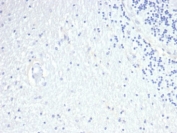 Negative control: IHC staining of FFPE human brain tissue using Prolactin antibody (clone PRL/4908R) at 2ug/ml in PBS for 30min RT. HIER: boil tissue sections in pH 9 10mM Tris with 1mM EDTA for 20 min and allow to cool before testing.