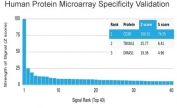 Analysis of HuProt(TM) microarray containing more than 19,000 full-length human proteins using CD38 antibody (clone CD38/4328). These results demonstrate the foremost specificity of the CD38/4328 mAb. Z- and S- score: The Z-score represents the strength of a signal that an antibody (in combination with a fluorescently-tagged anti-IgG secondary Ab) produces when binding to a particular protein on the HuProt(TM) array. Z-scores are described in units of standard deviations (SD's) above the mean value of all signals generated on that array. If the targets on the HuProt(TM) are arranged in descending order of the Z-score, the S-score is the difference (also in units of SD's) between the Z-scores. The S-score therefore represents the relative target specificity of an Ab to its intended target.