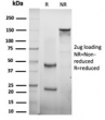 SDS-PAGE analysis of purified, BSA-free CTBP2 antibody (PCRP-CTBP2-1A9) as confirmation of integrity and purity.