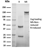 SDS-PAGE analysis of purified, BSA-free CTBP2 antibody (PCRP-CTBP2-1A9) as confirmation of integrity and purity.