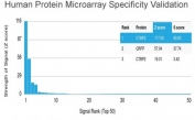 Analysis of HuProt(TM) microarray containing more than 19,000 full-length human proteins using CTBP2 antibody (clone PCRP-CTBP2-1A9). These results demonstrate the foremost specificity of the PCRP-CTBP2-1A9 mAb. Z- and S- score: The Z-score represents the strength of a signal that an antibody (in combination with a fluorescently-tagged anti-IgG secondary Ab) produces when binding to a particular protein on the HuProt(TM) array. Z-scores are described in units of standard deviations (SD's) above the mean value of all signals generated on that array. If the targets on the HuProt(TM) are arranged in descending order of the Z-score, the S-score is the difference (also in units of SD's) between the Z-scores. The S-score therefore represents the relative target specificity of an Ab to its intended target.