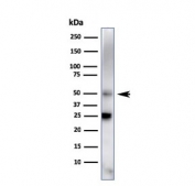 Western blot testing of human spleen tissue lysate using TIM-3 antibody (clone TIM3/4027). Expected molecular weight: 33-70 kDa depending on glycosylation level.