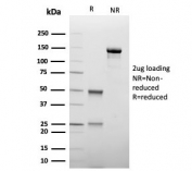 SDS-PAGE analysis of purified, BSA-free TIM-3 antibody (clone TIM3/4027) as confirmation of integrity and purity.