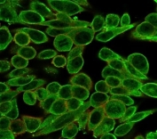Immunofluorescent staining of PFA-fixed human HeLa cells using MED21 antibody (green, clone PCRP-MED21-4B5) and phalloidin (red).