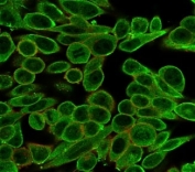 Immunofluorescent staining of PFA-fixed human HeLa cells using MED21 antibody (green, clone PCRP-MED21-4B5) and phalloidin (red).