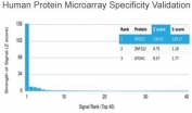 Analysis of HuProt(TM) microarray containing more than 19,000 full-length human proteins using MED21 antibody (clone PCRP-MED21-4B5). These results demonstrate the foremost specificity of the PCRP-MED21-4B5 mAb. Z- and S- score: The Z-score represents the strength of a signal that an antibody (in combination with a fluorescently-tagged anti-IgG secondary Ab) produces when binding to a particular protein on the HuProt(TM) array. Z-scores are described in units of standard deviations (SD's) above the mean value of all signals generated on that array. If the targets on the HuProt(TM) are arranged in descending order of the Z-score, the S-score is the difference (also in units of SD's) between the Z-scores. The S-score therefore represents the relative target specificity of an Ab to its intended target.