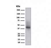 Western blot testing of human Raji cell lysate using recombinant CD38 antibody (clone CD38/6448R). Expected molecular weight: 34-46 kDa. Expected molecular weight: 34-46 kDa depending on glycosylation level.