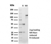 SDS-PAGE analysis of purified, BSA-free recombinant CD33 antibody (clone SIGLEC3/7046R) as confirmation of integrity and purity.
